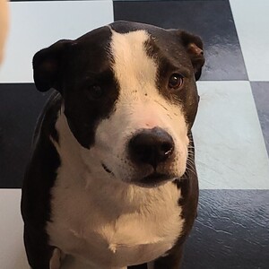 Team Page: Gibby's Humans